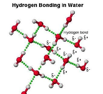 negative oxygen of one water molecule and the