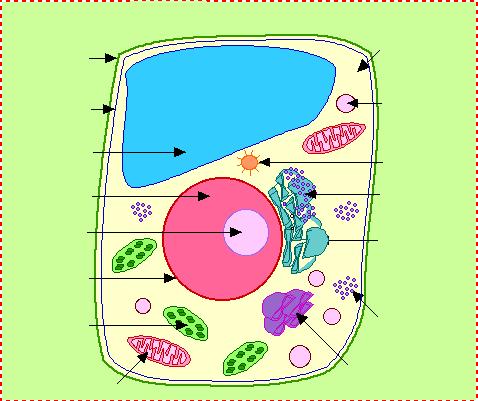 Use word Bank Match the organelle structure on the picture with the correct organelle/structure in the word bank a. Nucleus b. Cell Membrane c. Nucleolus d. Nuclear Membrane e. Ribosomes ab.