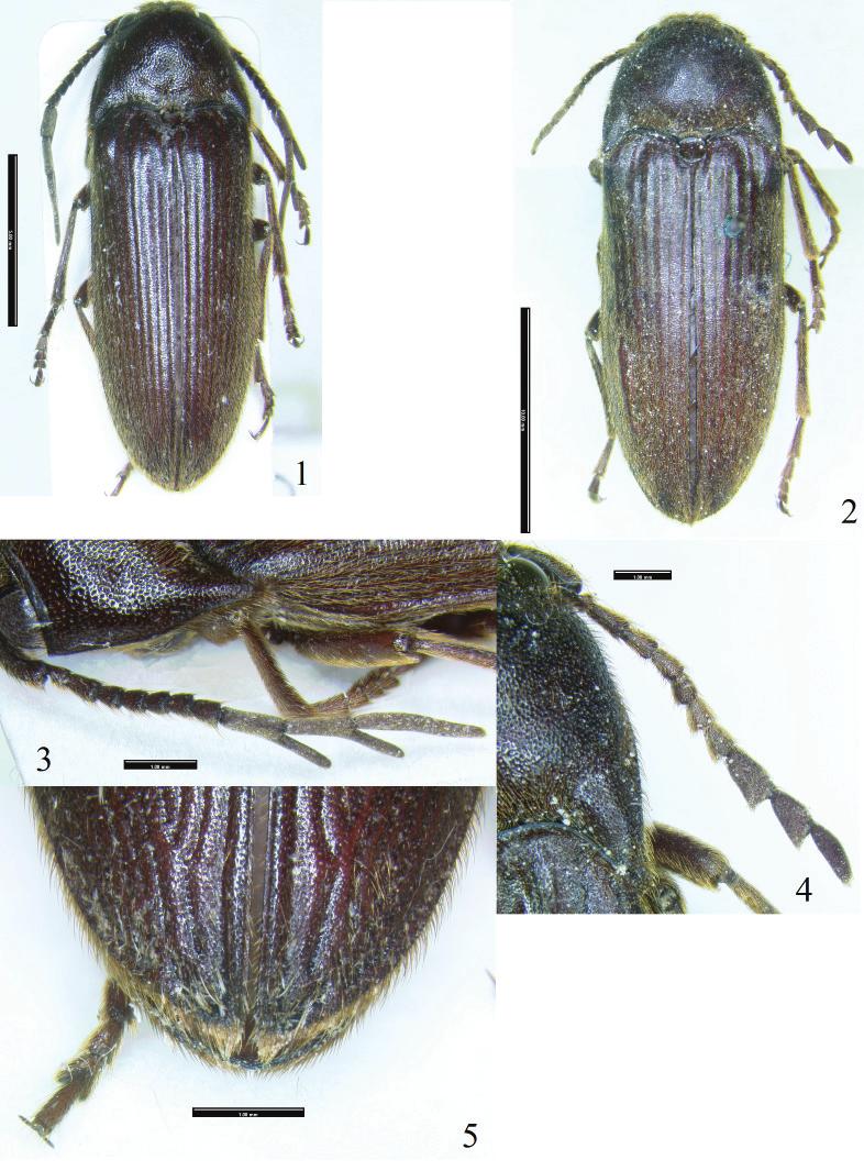 A REVISION OF PHLEGONINAE INSECTA MUNDI 0569, August 2017 19 Figures 1 5. Phlegon buqueti Laporte. 1) Male (GERP), dorsal habitus. 2) Female (BMNH), dorsal habitus.