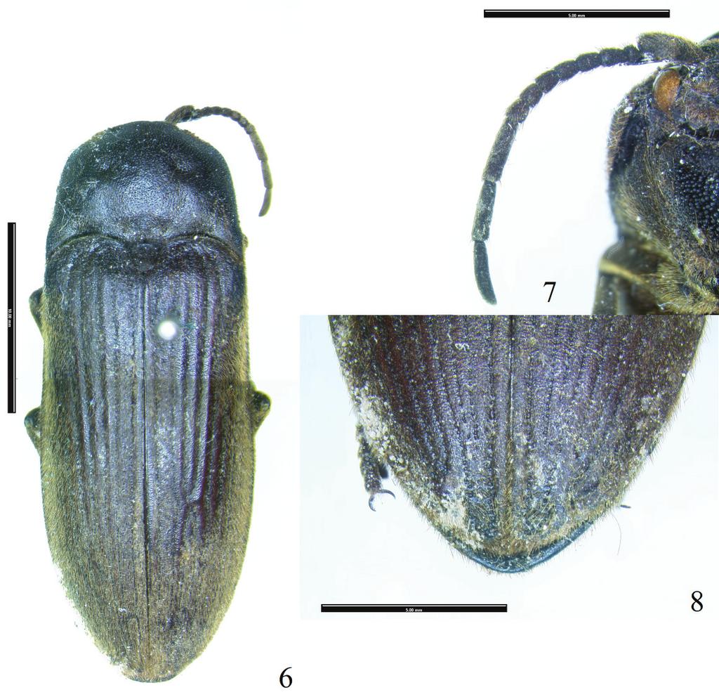 20 INSECTA MUNDI 0569, August 2017 OTTO Figures 6 8. Phlegon chiriquiensis sp. nov. 6) Female holotype (MNHN), dorsal habitus.