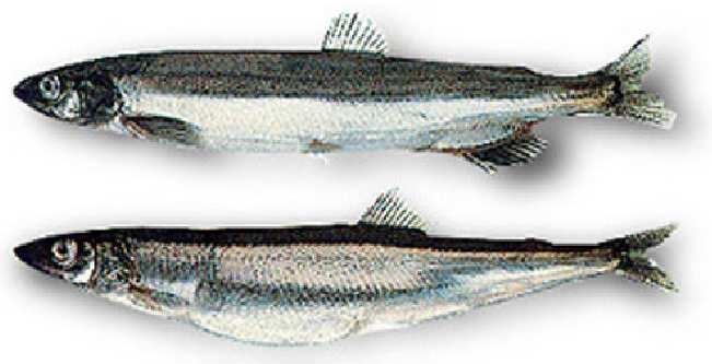 The Icelandic capelin (Mallotus villosus) is a species of pelagic fish which is very important to both the ecosystem and the economy.