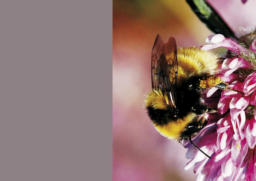 * * * * * Facts about the great yellow bumblebee LATIN NAME Bombus distinguendus GAELIC NAME Seillean mòr buidhe HOW RARE ARE THEY? It s one of the UK s rarest bumblebees WHERE ARE THEY FOUND?