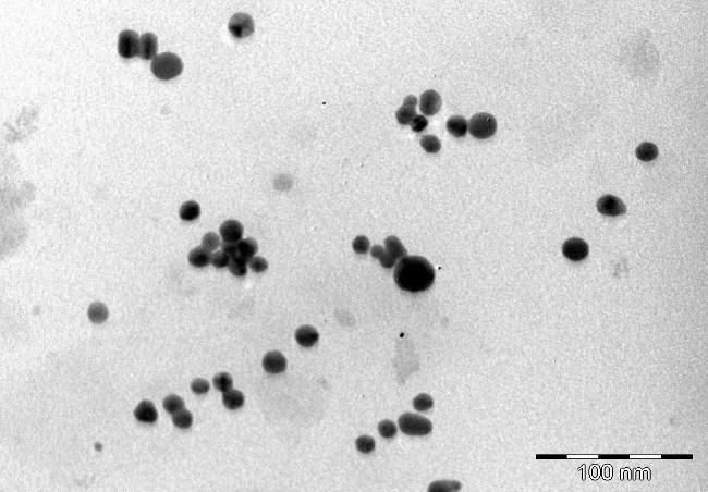 S9 of S14 2.2.2. Gold Nanoparticles SC-AuNP Frequency 1 5 5 1 15 2 25 More Size distribution (nm) Figure S14. TEM image and NP size distribution obtained for the SC-AuNPs.