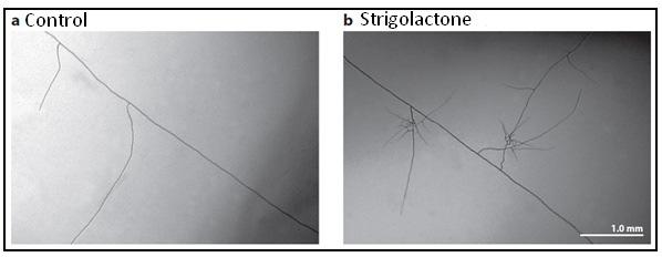 Molecular dialogue in the arbuscular mycorrhizal symbiosis Fungal signal Strigolactone Strigolactones stimulate