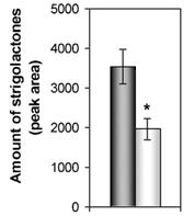 Arbuscular mycorrhizal symbiosis and Orobanche Mycorrhizal symbiosis reduces infection of sorghum plants by Striga by decreasing the Striga seed germination rate (Lendzemo et al., 2007).