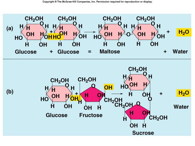 Formation of Disaccharides 2 Monosaccharides are