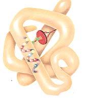 Proteins: tertiary structure 3-D
