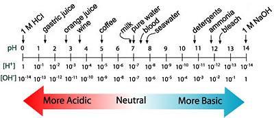 ph Scale ph = potential of Hydrogen Measures how acidic (more H + ) or how basic/alkaline (more OH - ) a solution is H + + OH - H 2O acid + base neutral How is ph regulated in our bodies?