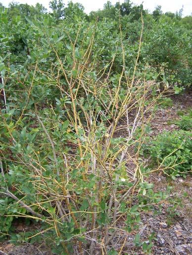 The root system and stems do not show any obvious lesions or dieback symptoms, and the plant will generally appear healthy, with the