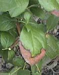 symptoms of bacterial leaf scorch on your farm on either southern highbush or rabbiteye