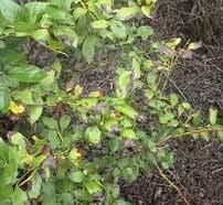 Bacterial Leaf Scorch Problem on southern highbush cultivars grown in states along