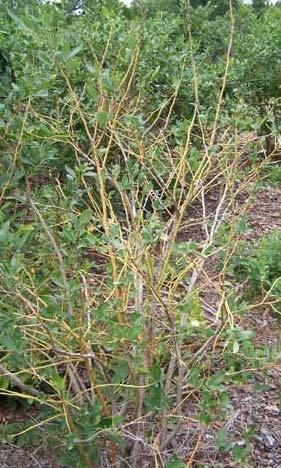 Bacterial Leaf Scorch Symptoms Late summer The yellow stem symptom is the best indicator that plants are dying of bacterial scorch not from root rot, anthracnose, fertilizer salt or chemical injury,