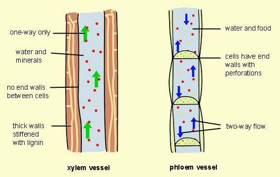 Plant Vascular Tissues Xylem vessels transport water and soluble mineral nutrients from roots to various parts of the
