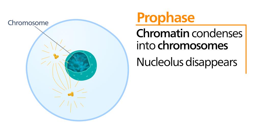 Prophase What is the difference between chromatin, chromatid, chromosomes?