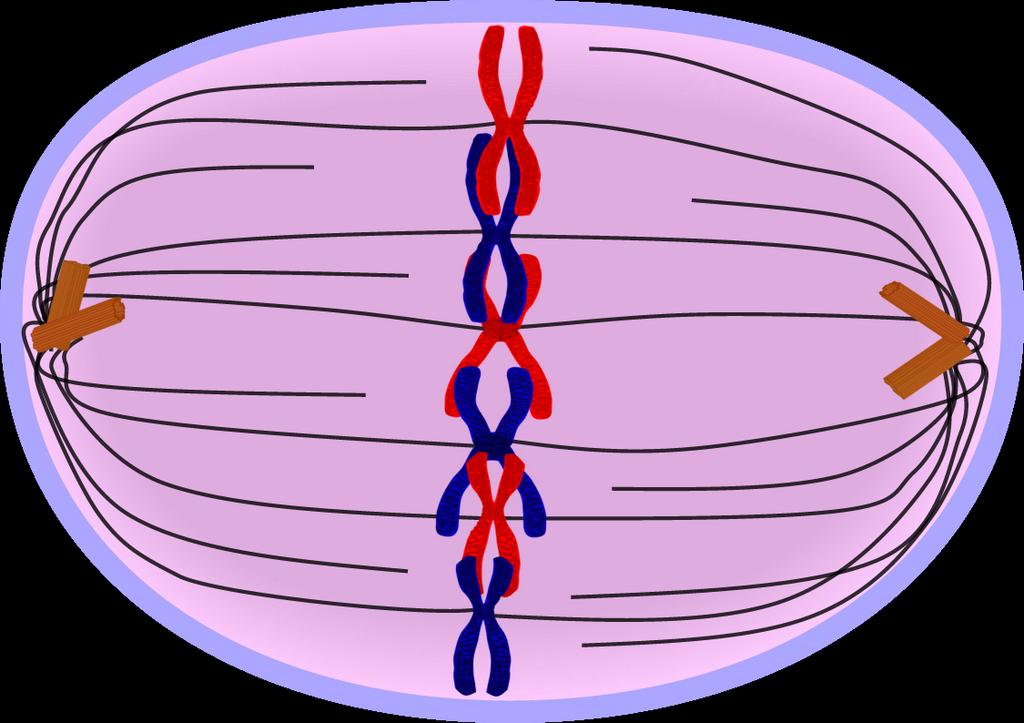 spindle fibers which connect to chromatids Chromatids are single sides of the chromosome