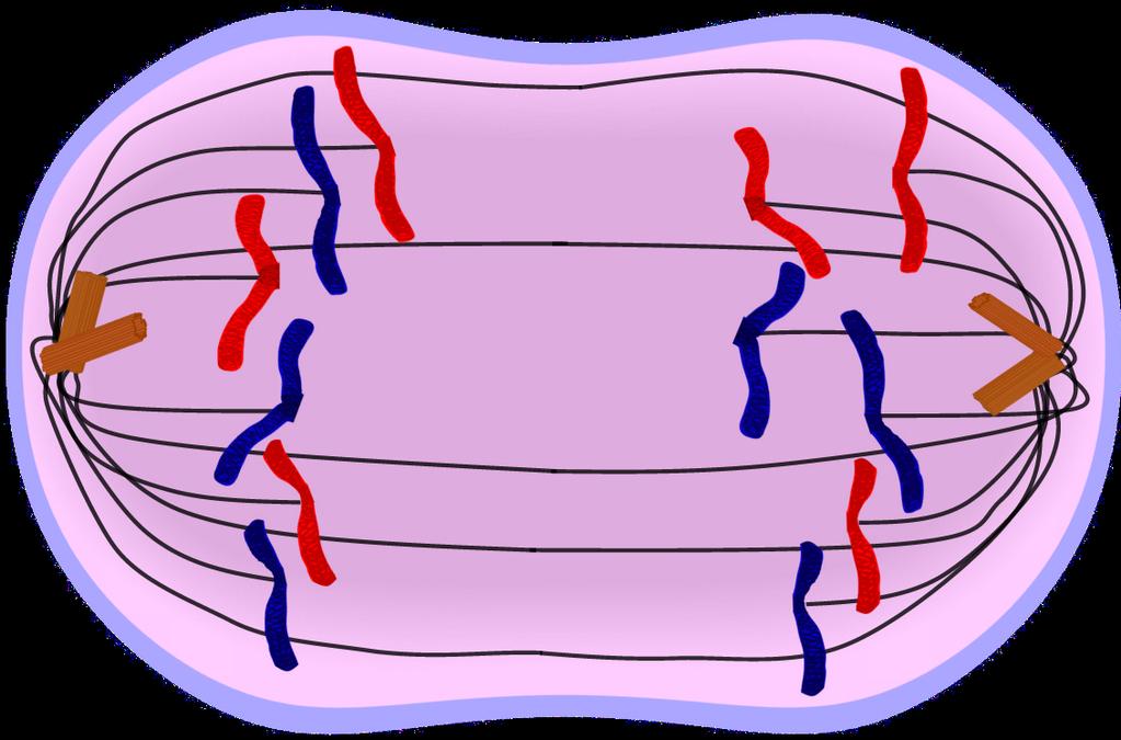 Cell cycle Anaphase Spinal fibers pull apart chromosome at the