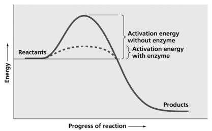 29. According to the graph, what happens to the activation