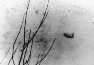 investigators, whether Air Force officers or civilian researchers, wanted to see the original negatives. Pictures that were originally accepted as authentic but now known to be hoaxes.