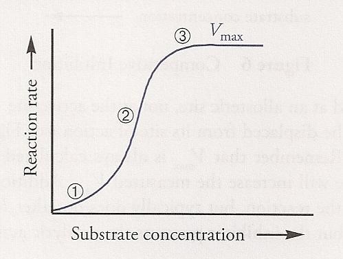 Saturation Kinetics Model: As you increase the substrate concentration, the reaction rate increases at slower increments approaching until a plateau of rate, or Vmax.