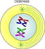 (e) Diakinesis : Coiling and contraction of chromosomes continue until they are thick.