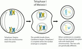 (4) Telophase I Nuclear membrane is formed around the group of chromosomes at either pole.. In plant.