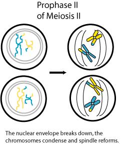 II. Meiosis II or Second Meiotic Division It is an equational division like mitosis and takes place simultaneously, in both the nuclei in which chromosomes divide or duplicate to form four haploid