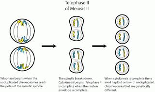 (4) Telophase II: The set of daughter chromosomes at each pole elongates, becomes indistinct and nuclear membrane and nucleolus reappear