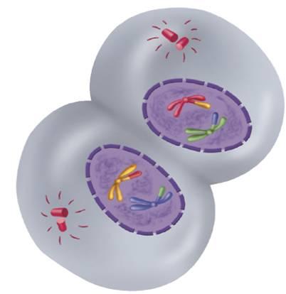Telophase I & Cytokinesis Spindle fibers disappear and the nuclear membrane reforms.