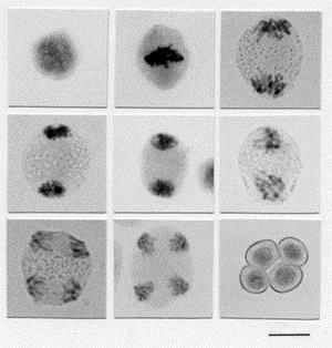 Meiosis mouse testes Parent cell 1