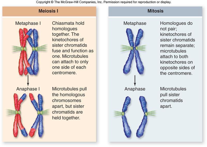 Independent Assortment Occurs in metaphase 1 Homologous chromosomes independently