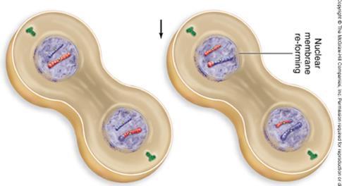 Telophase II and Cytokinesis Nuclei form at opposite poles of the