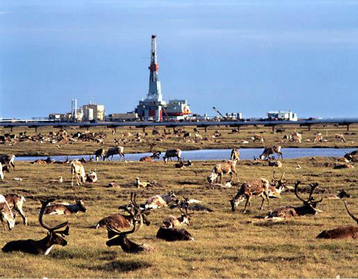 Impacts of drilling in the Arctic Habitat destruction Fragmentation of migration routes Erosion Gravel