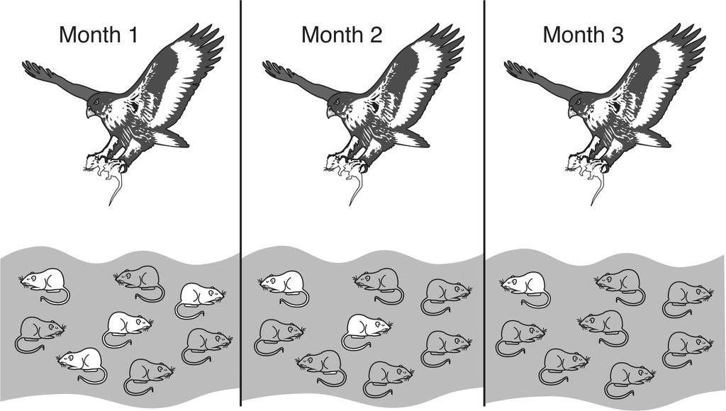 42. Which process allows for the evolution of finches over time? 45. The diagram below represents the same field of mice hunted by a hawk over a period of three months.