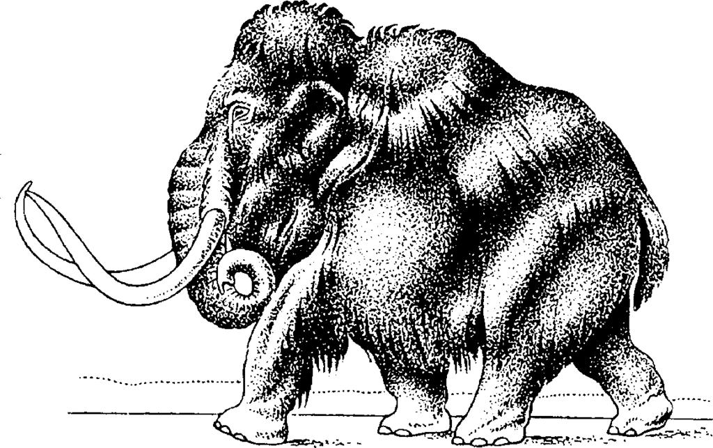 71. The accompanying diagram represents a woolly mammoth, a relative of the modern elephant. Woolly mammoths lived during the Ice Age and eventually became extinct. 72.
