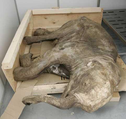 Baby mammoth found