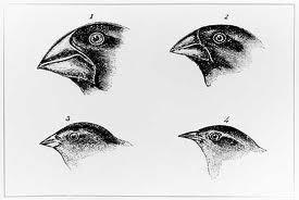 Examples of Evolution Darwin s finches Darwin collected 9 species of finches Difference was in the bills of the birds.