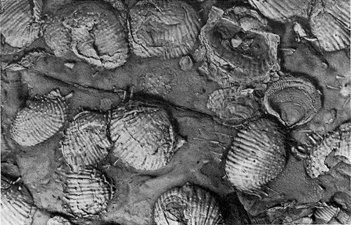 Earth Observations Fossil evidence included: Fossils of marine organisms in mountains showed how