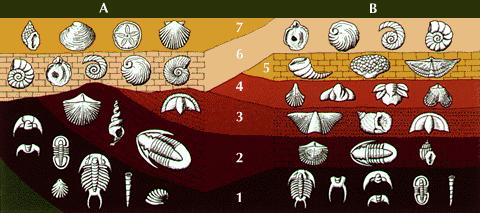 Fossils in lower layers are