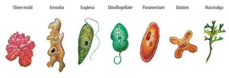 Biotic These are the living organisms in any given ecosystem Animals vertebrate or invertebrates