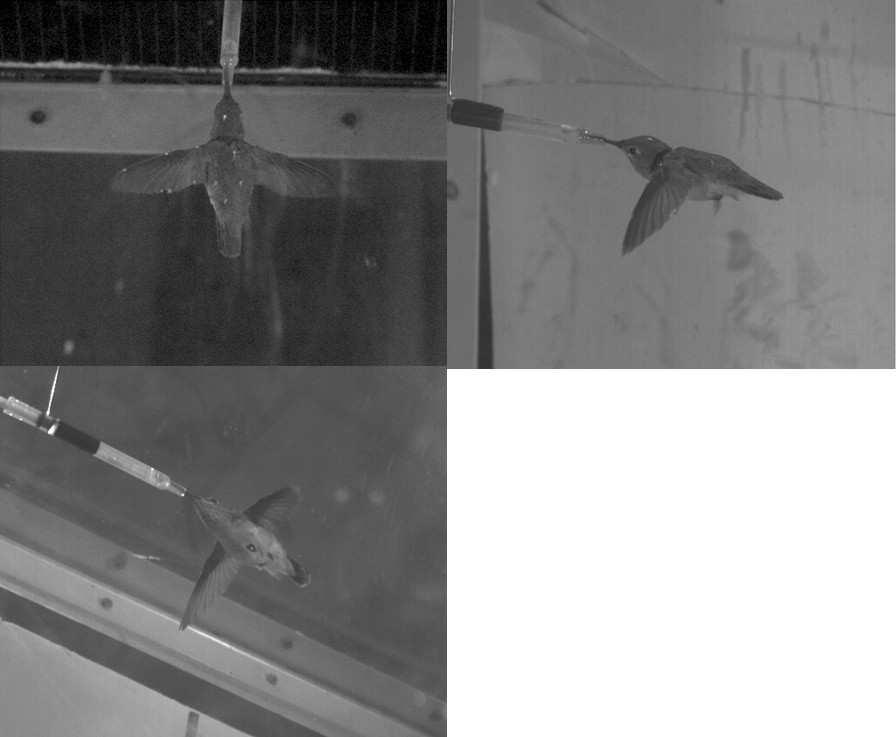 Figure 6.1: Camera views of the hummingbird in the wind tunnel. Figure 6.