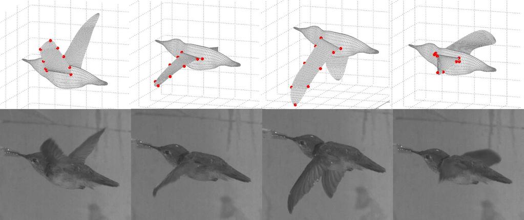 4 shows both the instantaneous and phase-averaged wingtip velocity of the hummingbird.