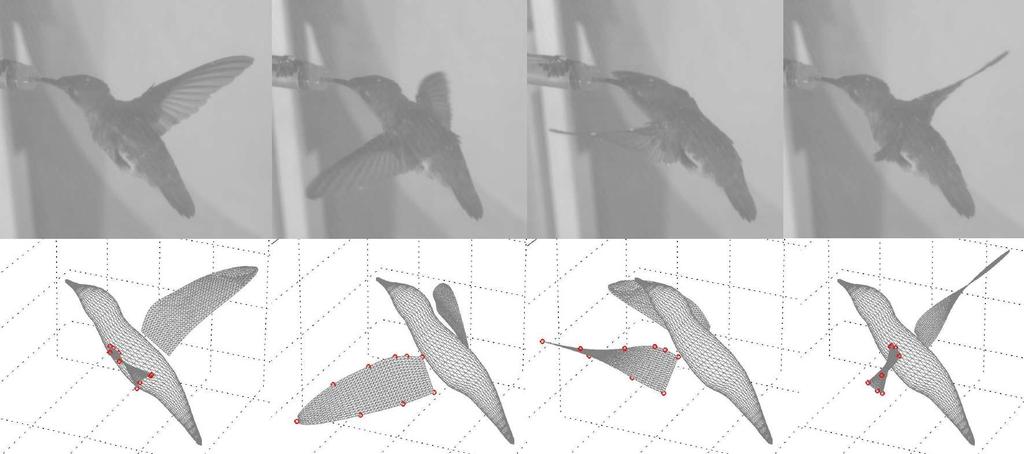 Figure 3.3: Comparison of the reconstructed wing and the video image during early downstroke, around mid-downstroke, early upstroke, and around mid-upstroke bird (see Fig. 3.2).