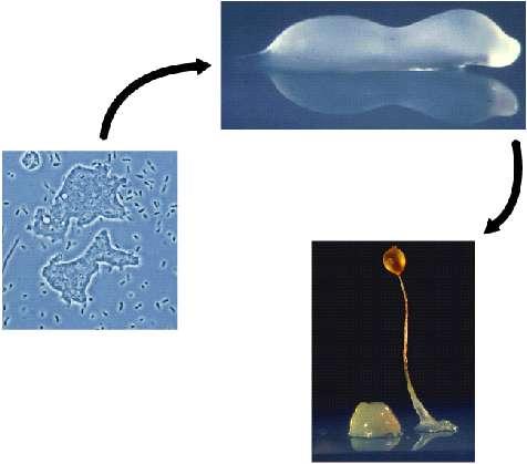 Slide 49 Cellular slime molds Slide 50 Sluglike colony Amoeboid cells Reproductive structure