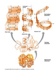 , alpha helix, beta sheet Chemistry of Life Proteins: Secondary Structure animation Proteins: Complex Structures Constructed of Amino Acids Tertiary: describes three-dimensional shape created by