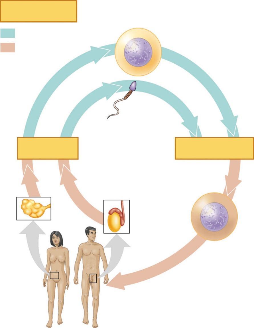 The human life cycle Key Haploid (n) Diploid (2n) Haploid gametes (n = 23) Ovum (n) Sperm Cell (n) MEIOSIS