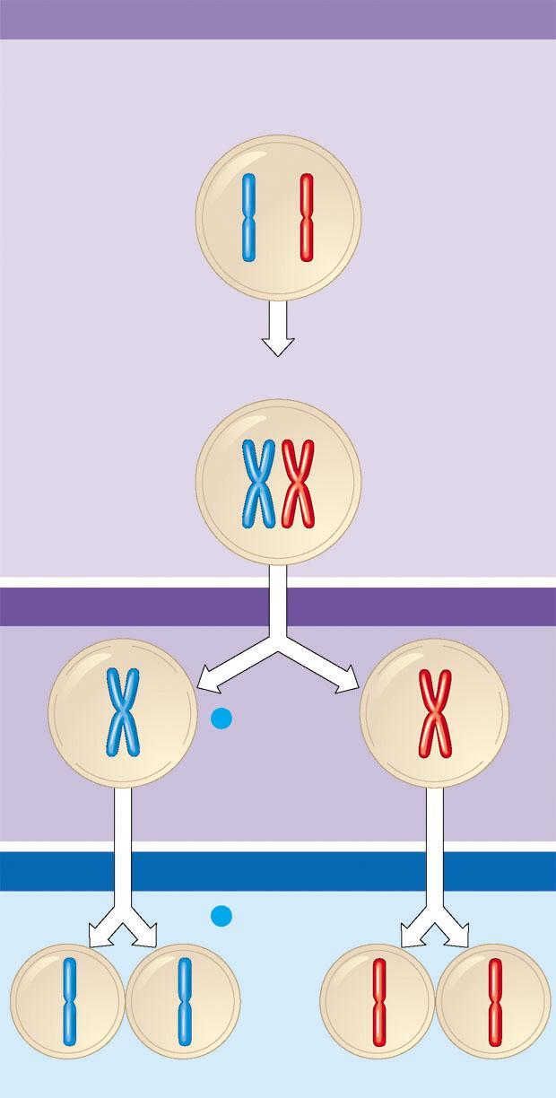 The Stages of Meiosis An overview of meiosis Interphase Homologous pair of chromosomes in diploid parent cell Chromosomes replicate Homologous pair of replicated chromosomes Sister chromatids Diploid