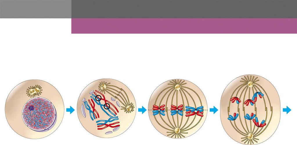 Interphase and meiosis I INTERPHASE MEIOSIS I: Separates homologous chromosomes PROPHASE I METAPHASE I ANAPHASE I Centrosomes (with centriole pairs) Sister chromatids Chiasmata Centromere (with