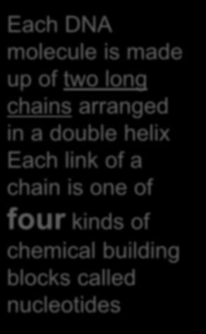 link of a chain is one of four kinds of chemical building