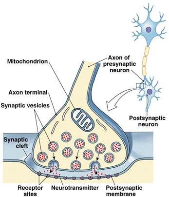Cell-to-Cell: Chemical Synapse Chemical synapses use neurotransmitters; electrical synapses pass electrical signals.