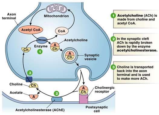 Cell-to-Cell: Acetylcholine Synthesis and